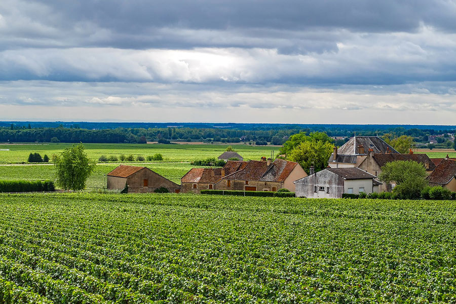 vineyard campsite Burgundy